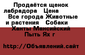 Продаётся щенок лабрадора › Цена ­ 30 000 - Все города Животные и растения » Собаки   . Ханты-Мансийский,Пыть-Ях г.